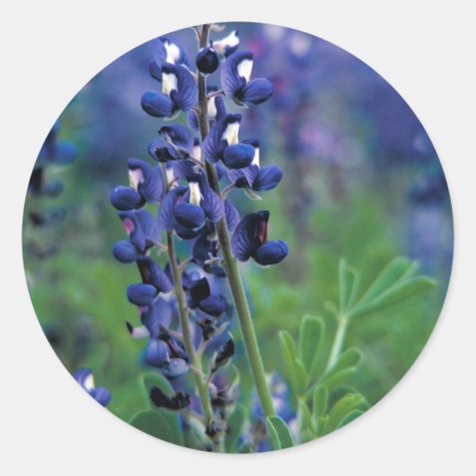 Texas Bluebonnet-2-Best Ronde Sticker (Voorkant)