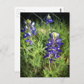 Texas Bluebonnet Briefkaart (Voorkant / Achterkant)