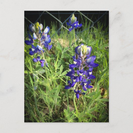 Texas Bluebonnet Briefkaart (Voorkant)