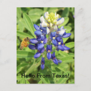 Texas Bluebonnet Briefkaart