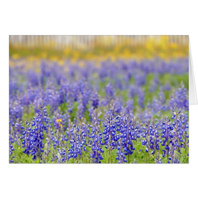 Texas Bluebonnet, comté de Nacogdoches (Devant horizontal)
