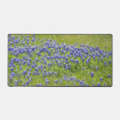 Texas Bluebonnet Fleurs Fleurs sauvages (Recto)