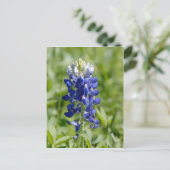Texas Bluebonnet Flower Briefkaart (Staand voorkant)