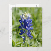 Texas Bluebonnet Flower Briefkaart (Voorkant / Achterkant)