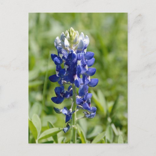 Texas Bluebonnet Flower Briefkaart (Voorkant)