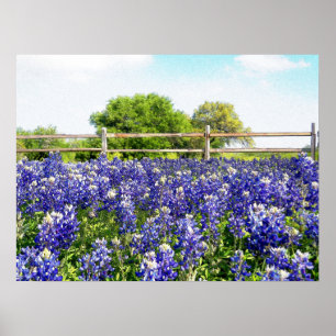  Texas Bluebonnet Flowers Hill Country Art Poster