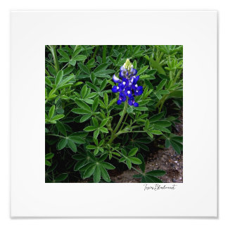 Texas Bluebonnet Foto Afdruk