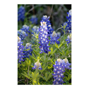 Texas Bluebonnet Foto Afdruk