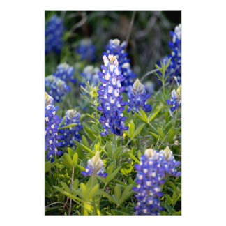 Texas Bluebonnet Foto Afdruk