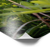 Texas Bluebonnet Foto Afdruk (Hoek)