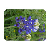 Texas Bluebonnet Magnet Magneet (Horizontaal)