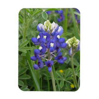 Texas Bluebonnet Magnet Magneet
