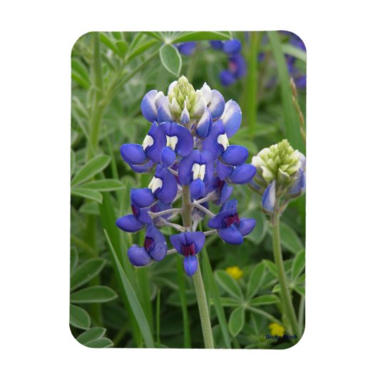Texas Bluebonnet Magnet Magneet (Verticaal)