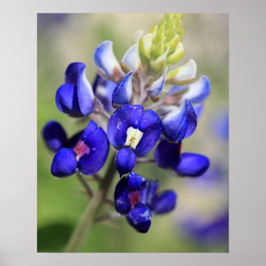 Texas Bluebonnet Poster (Voorkant)