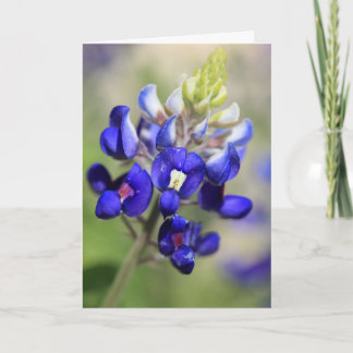 Texas Bluebonnet Poster Kaart