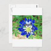 Texas Bluebonnet Top Uitzicht Briefkaart (Voorkant / Achterkant)
