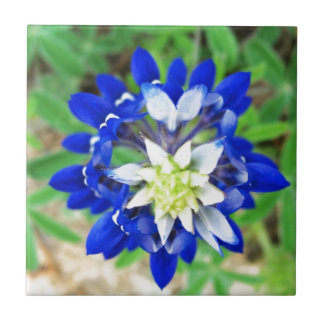 Texas Bluebonnet Top Uitzicht Tegeltje