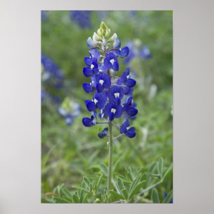 Texas Bluebonnet Wildflower Foto Poster