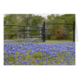 Texas Bluebonnets