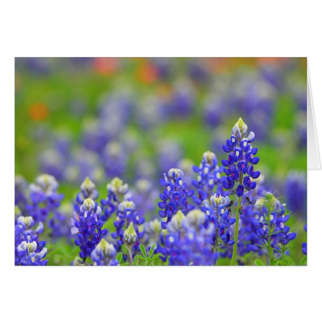 Texas Bluebonnets (Voorkant Horizontaal)