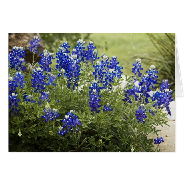 Texas Bluebonnets (Voorkant Horizontaal)