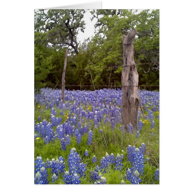 Texas Bluebonnets and Natural Wood Fence post (Voorkant)
