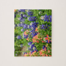 Texas Bluebonnets and Red Paintbrushes wildbloemen