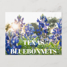 Texas Bluebonnets Bloem Wildflower Blauwe Bloem Briefkaart