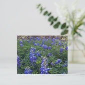TEXAS BLUEBONNETS BRIEFKAART (Staand voorkant)