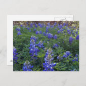 TEXAS BLUEBONNETS BRIEFKAART (Voorkant / Achterkant)