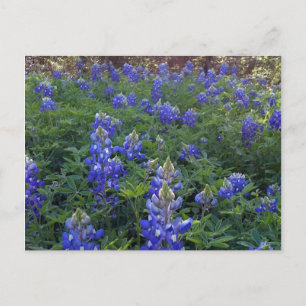 TEXAS BLUEBONNETS BRIEFKAART