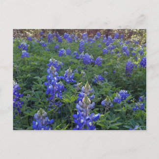 TEXAS BLUEBONNETS BRIEFKAART