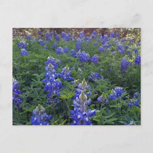TEXAS BLUEBONNETS BRIEFKAART (Voorkant)