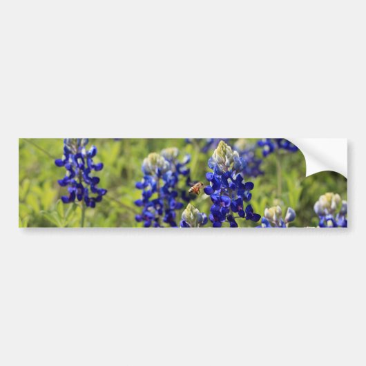 Texas Bluebonnets Bumpersticker (Voorkant)