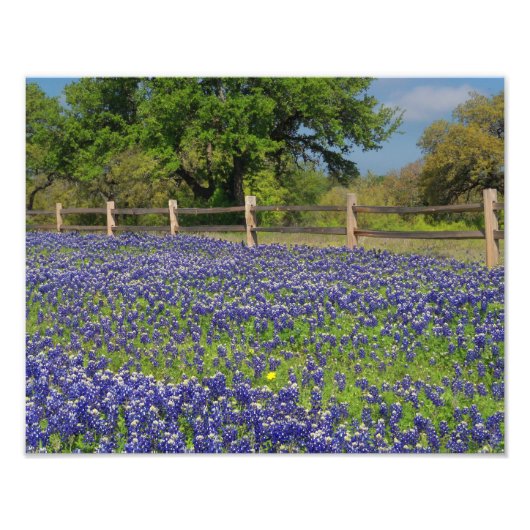 Texas Bluebonnets Country Photographie Art Imprime (Devant)