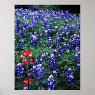 Texas Bluebonnets en Indian PaintBruse Poster