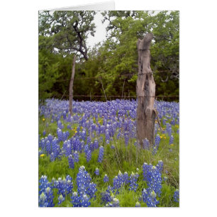 Texas Bluebonnets et poteau de clôture en bois nat