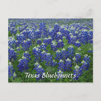 Texas Bluebonnets Field Foto Briefkaart