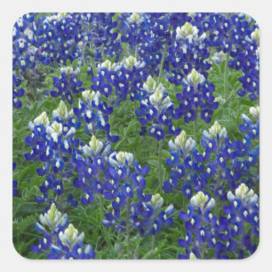 Texas Bluebonnets Field Foto Vierkante Sticker