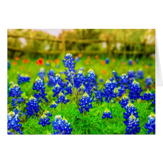 Texas Bluebonnets Floral (Voorkant Horizontaal)