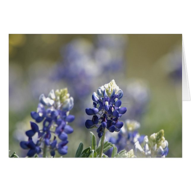 Texas Bluebonnets Fotograaf #7 (Voorkant Horizontaal)