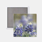Texas Bluebonnets Fotograaf #7 Magneet (Voorkant / Achterkant)