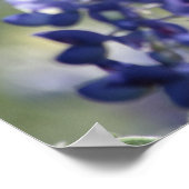 Texas Bluebonnets Fotograaf #7 Poster (Hoek)