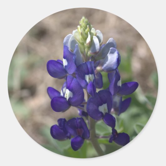 Texas Bluebonnets Fotograaf #9 Ronde Sticker (Voorkant)