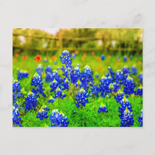 Texas Bluebonnets Indian PaintBrusal Briefkaart (Voorkant)