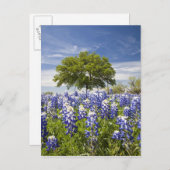 Texas bluebonnets (lupinus texensis) en eik briefkaart (Voorkant / Achterkant)