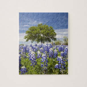 Texas bluebonnets (lupinus texensis) en eik legpuzzel