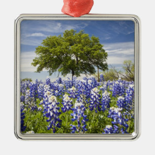 Texas bluebonnets (Lupinus texensis) en eik Metalen Ornament