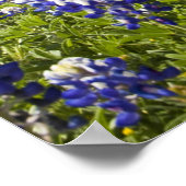 Texas bluebonnets (lupinus texensis) en eik poster (Hoek)