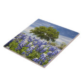 Texas bluebonnets (lupinus texensis) en eik tegeltje (Zijkant)